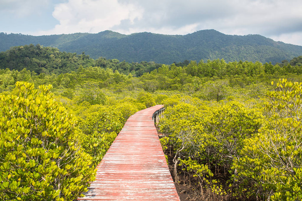 Vista del bosque de manglares
. - Foto, Imagen