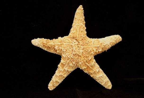 Uma estrela-do-mar seca isolada num fundo negro
.                                - Foto, Imagem