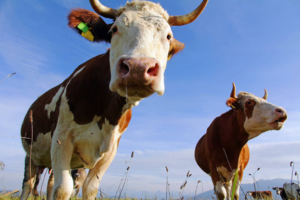 Een kudde Simmental koeien met horens op een weiland in Beieren - Foto, afbeelding
