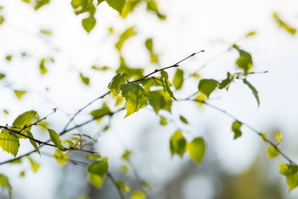 Hojas verdes jóvenes de abedul en rama. Primer plano fresco de hojas de abedul en primavera
 - Foto, Imagen