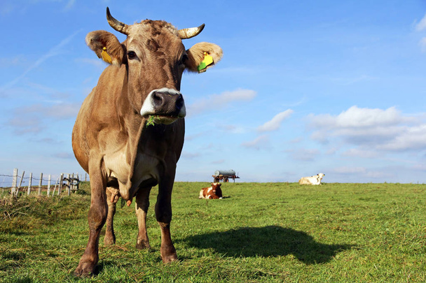 Een kudde Brown Swiss en Simmental vee op een weiland in Beieren - Foto, afbeelding