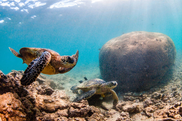 Havaijin Green Sea Turtle risteilee Tyynenmeren lämpimillä vesillä Havaijilla
 - Valokuva, kuva