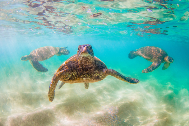 Hawaii zöld tengeri teknős cirkál a meleg víz a Csendes-óceán, Hawaii - Fotó, kép