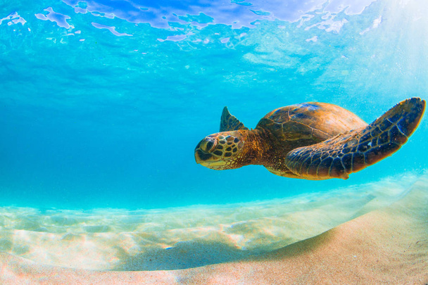 Hawái tortuga verde del mar crucero en las cálidas aguas del Océano Pacífico en Hawái
 - Foto, Imagen