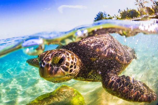 Hawaiian Green Sea Turtle cruising in the warm waters of the Pacific Ocean in Hawaii - Photo, Image