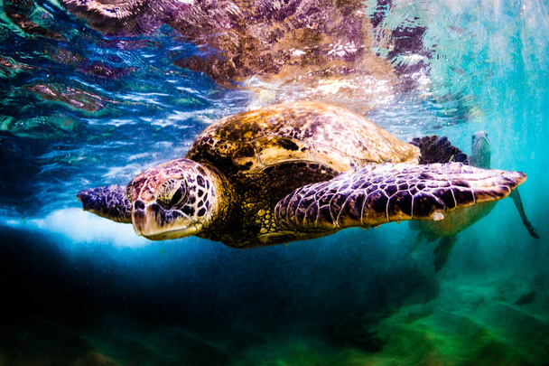 Hawái tortuga verde del mar crucero en las cálidas aguas del Océano Pacífico en Hawái
 - Foto, Imagen