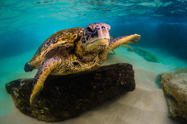 Hawaiian Green Sea Turtle cruzeiro nas águas quentes do Oceano Pacífico no Havaí
 - Foto, Imagem