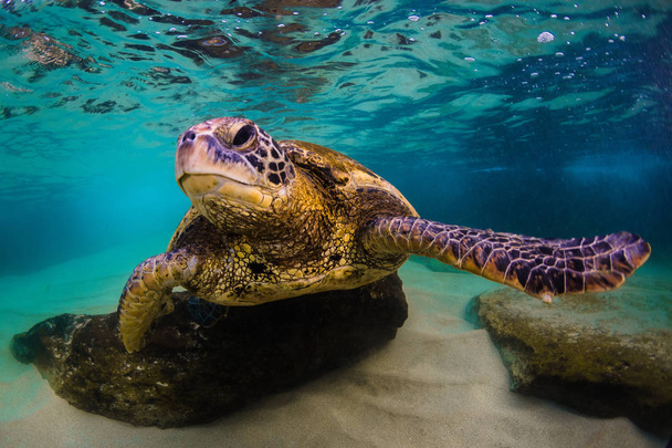 Hawaii zöld tengeri teknős cirkál a meleg víz a Csendes-óceán, Hawaii - Fotó, kép