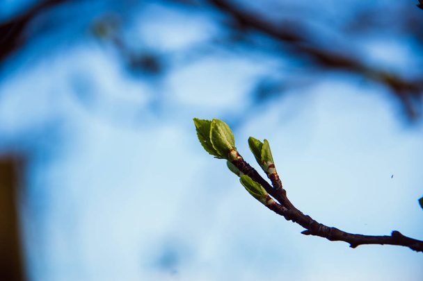 nádherné probouzení krajiny a stromů na jaře - Fotografie, Obrázek