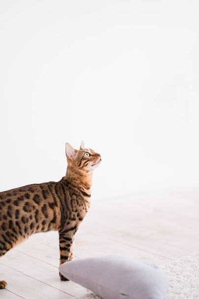 family pet domestic animal bengal cat standing - Photo, image