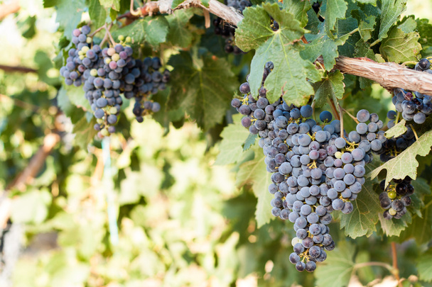 Grapes in the vineyard - Foto, Bild
