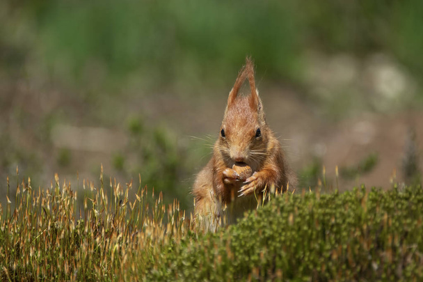 Eichhörnchen frisst eine Nuss und sitzt im Moos - Foto, Bild