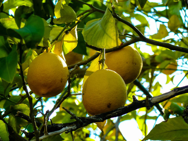 Closeup of a lemon tree from Jerusalem in Israel - Photo, Image