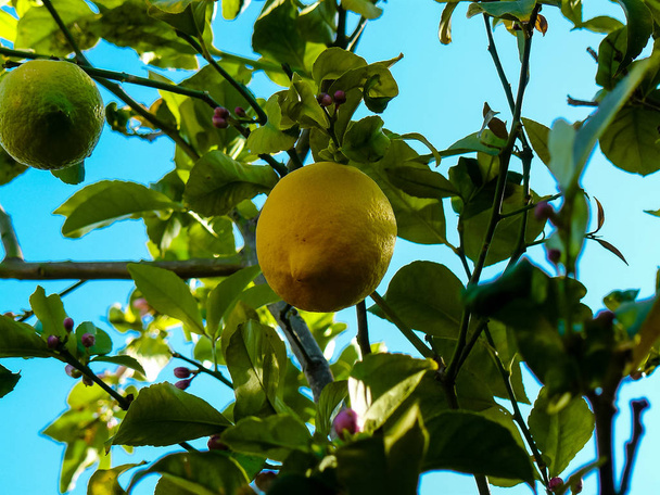 Крупный план лимона из Иерусалима в Израиле
 - Фото, изображение