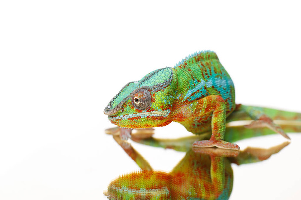 Chamäleon-Reptil lebt - Foto, Bild