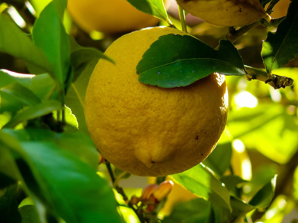 Primo piano di un albero di limone da Gerusalemme in Israele
 - Foto, immagini