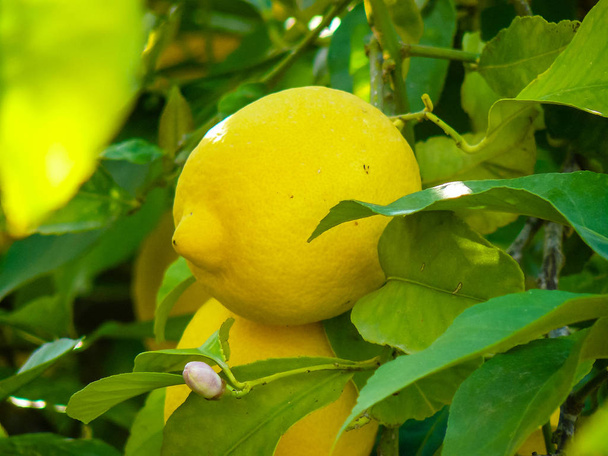 Nahaufnahme eines Zitronenbaums aus jerusalem in Israel - Foto, Bild