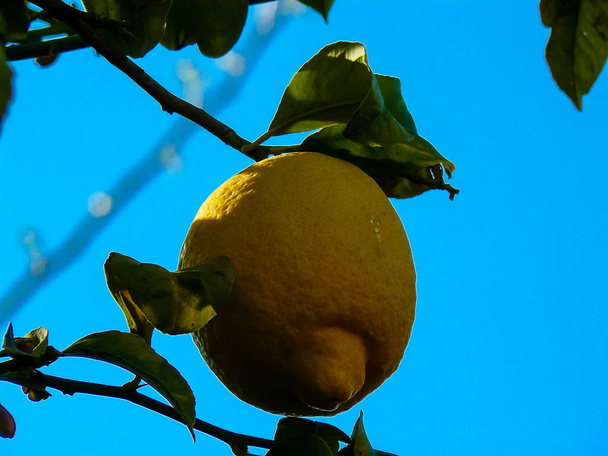 Крупним планом дерева лимона з Єрусалиму в Ізраїлі - Фото, зображення