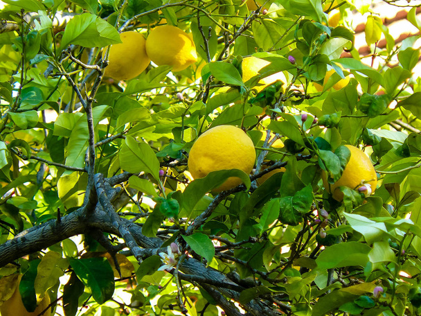 Closeup İsrail Kudüs'ten bir limon ağacı - Fotoğraf, Görsel