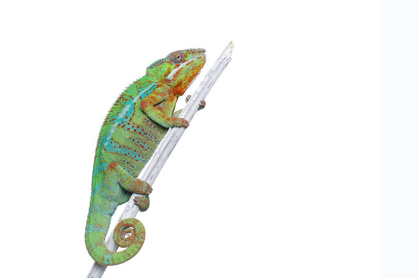 Chamäleon-Reptil lebt - Foto, Bild