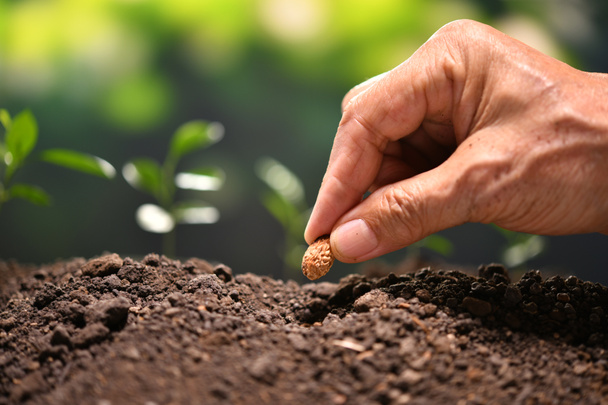 Main d'agriculteur plantant une graine dans le sol
 - Photo, image