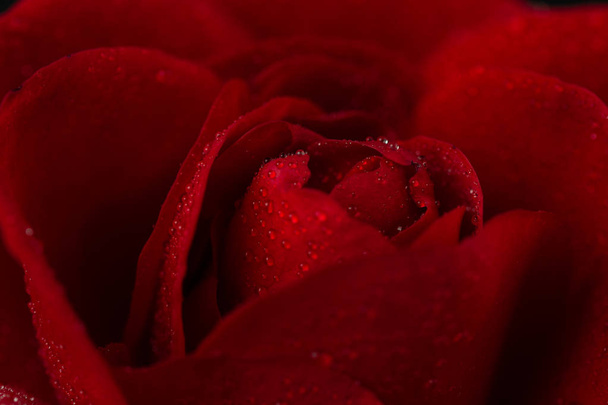 rosa roja en vista de cerca
 - Foto, imagen