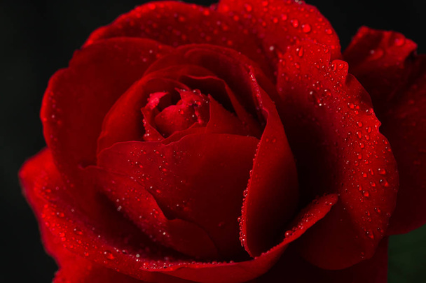 red rose in close up view - Foto, imagen