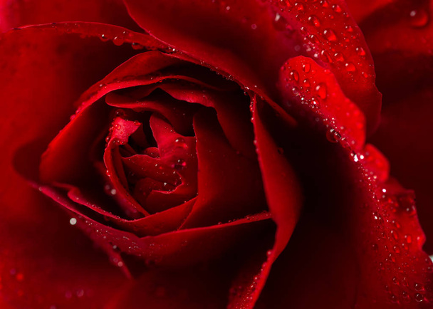 Красная роза крупным планом
 - Фото, изображение
