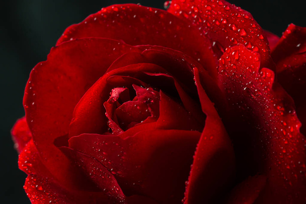 red rose in close up view - Φωτογραφία, εικόνα