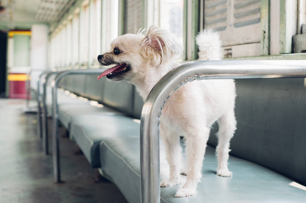 Σκύλος τόσο χαριτωμένο εσωτερικό μιας σιδηροδρομικής αμαξοστοιχίας περιμένετε για ταξίδια - Φωτογραφία, εικόνα