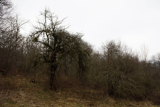 Paysage avec beau brouillard en forêt sur colline ou sentier à travers une forêt d'hiver mystérieuse avec des feuilles d'automne sur le sol. Route à travers une forêt d'hiver. Atmosphère magique. Azerbaïdjan
 - Photo, image