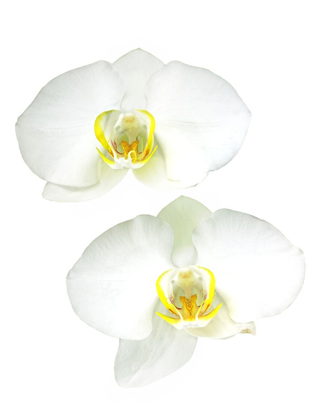 Witte orchidee - Foto, afbeelding