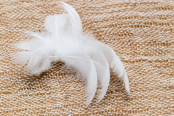 white feather on fabric - Photo, image