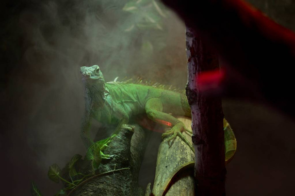 ein grüner Leguan im Nebel eines tropischen Waldes - Foto, Bild