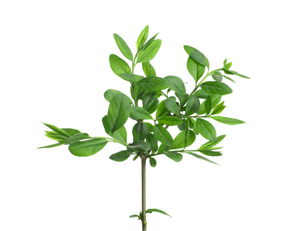 Branch with green leaves on white background - Valokuva, kuva