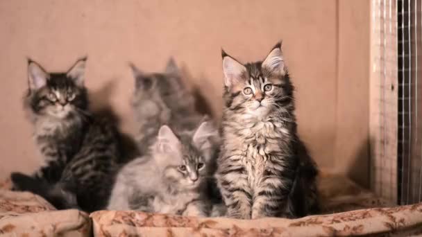 Maine Coon Kitten - Záběry, video