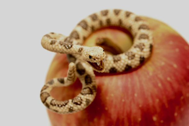 miniatűr egy csörgőkígyó, piros Alma - eredeti bűn szimbóluma - Fotó, kép
