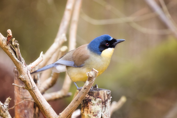 Tordo carcajal de corona azul, Garrulax courtoisi, encaramado en el tocón de un árbol
. - Foto, imagen