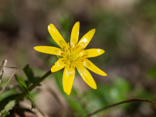 Ficaria ヴァーナ - 美しい黄色い春の花 - 写真・画像