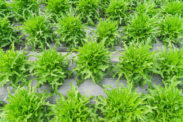 закрыть плантацию зеленого салата в сельском хозяйстве
. - Фото, изображение