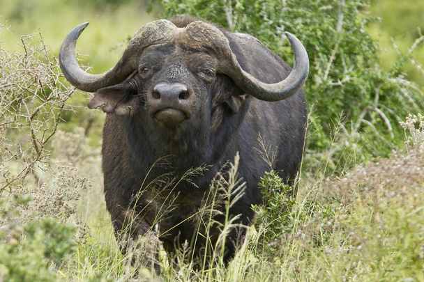 Alerta macho africano búfalo
 - Foto, imagen