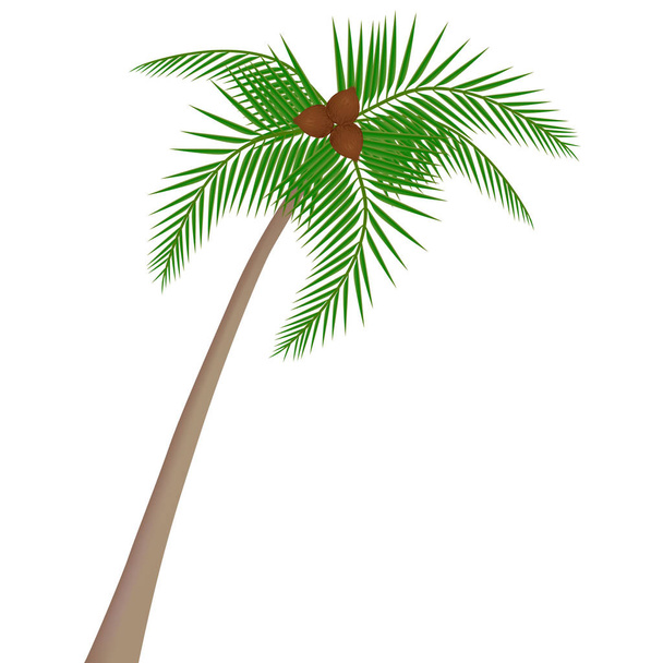 Kokospalm met kokosnoten geïsoleerd op witte achtergrond. - Vector, afbeelding