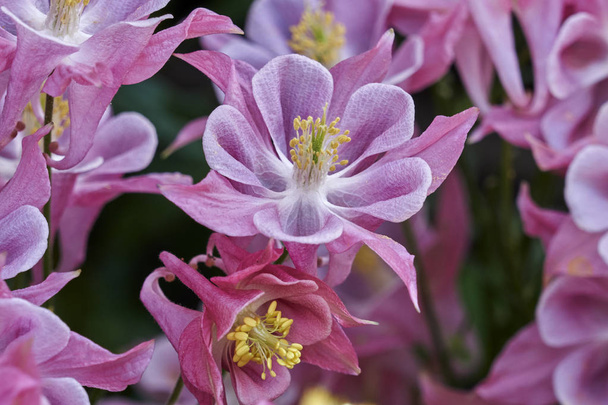 aquilegia fleur en fleurs dans le jardin - Photo, image