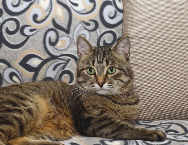stattliche Katze. flauschig und gestreift auf der Couch in entspannter Pose. - Foto, Bild