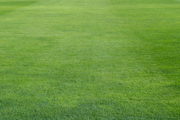 erba verde su sfondo campo di gioco
  - Foto, immagini