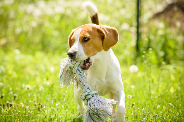 Beagle Dog Run und Spaß - Foto, Bild
