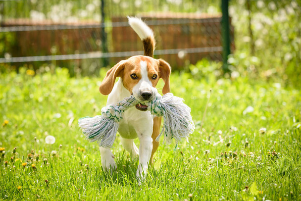 Beagle perro de carrera y diversión
 - Foto, Imagen