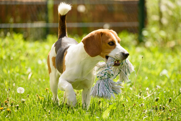 Beagle dog run and fun - Photo, Image