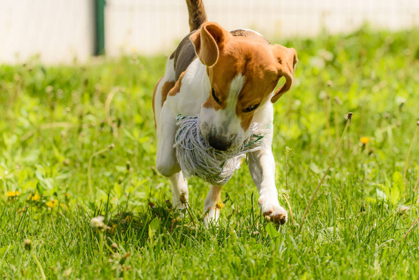 Beagle Dog Run und Spaß - Foto, Bild