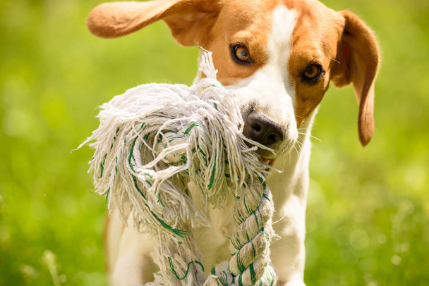 Pes Beagle běhu a zábava - Fotografie, Obrázek
